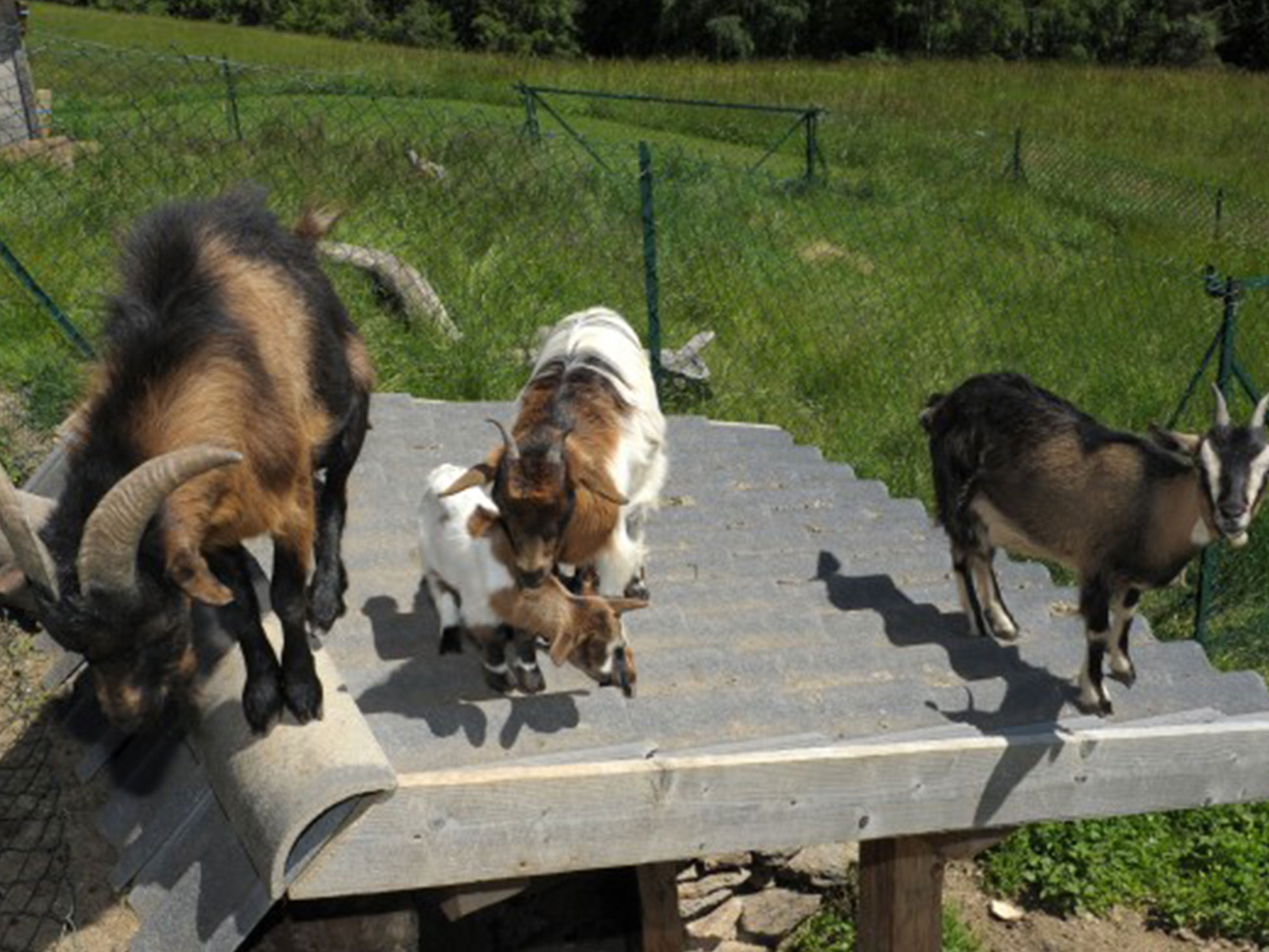 Goats
