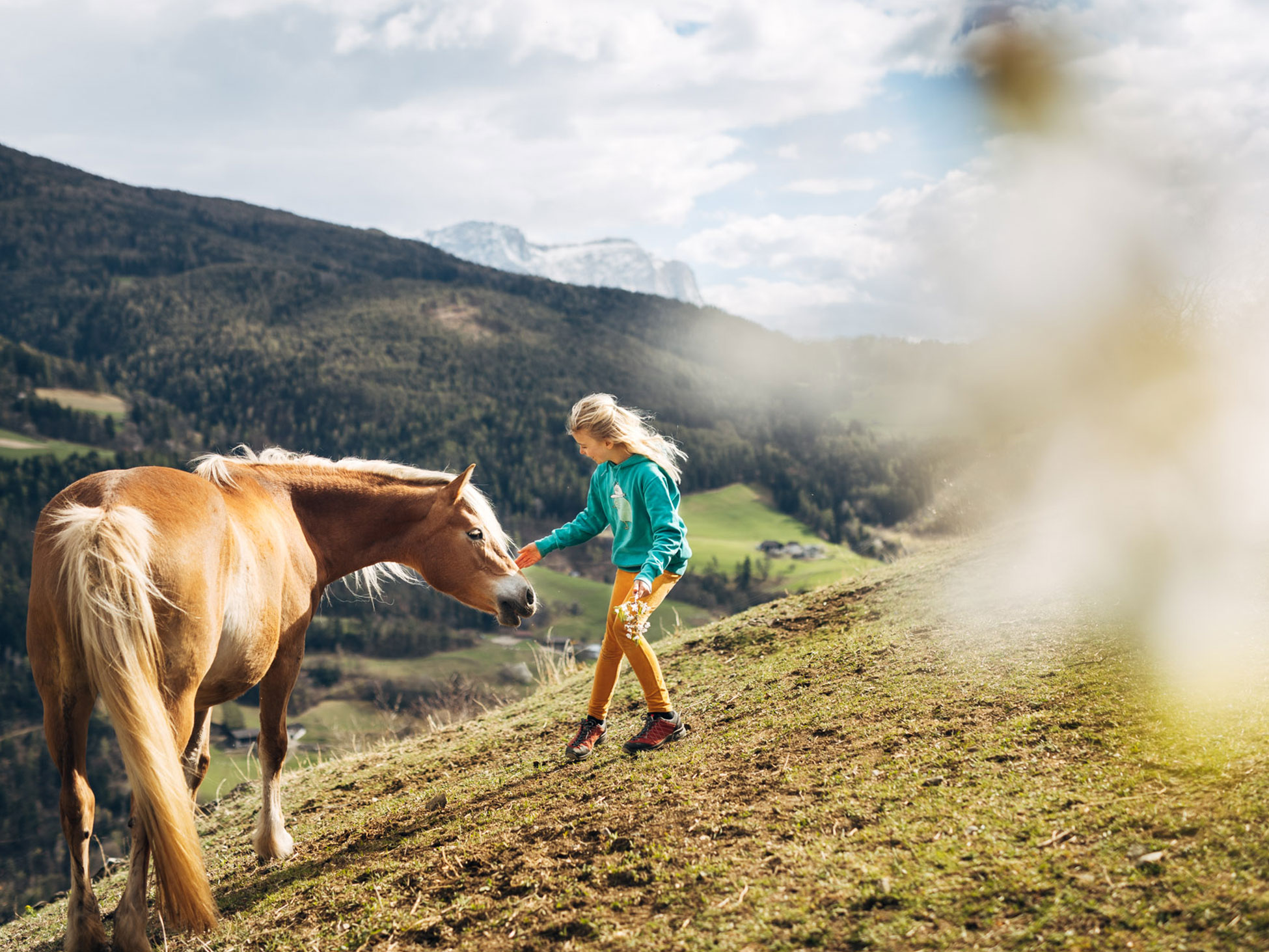 Horses